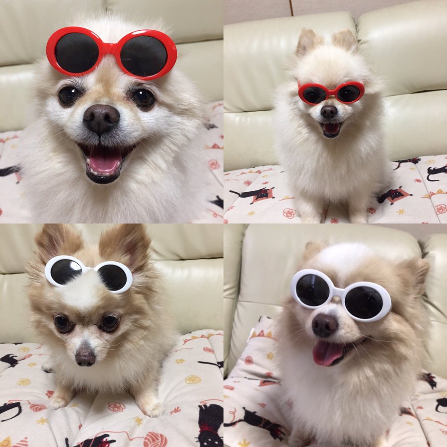 ミックス犬をやめたほうがいい理由は 多頭飼い 初心者繁殖は超危険 ワンコと一緒にハッピーライフ