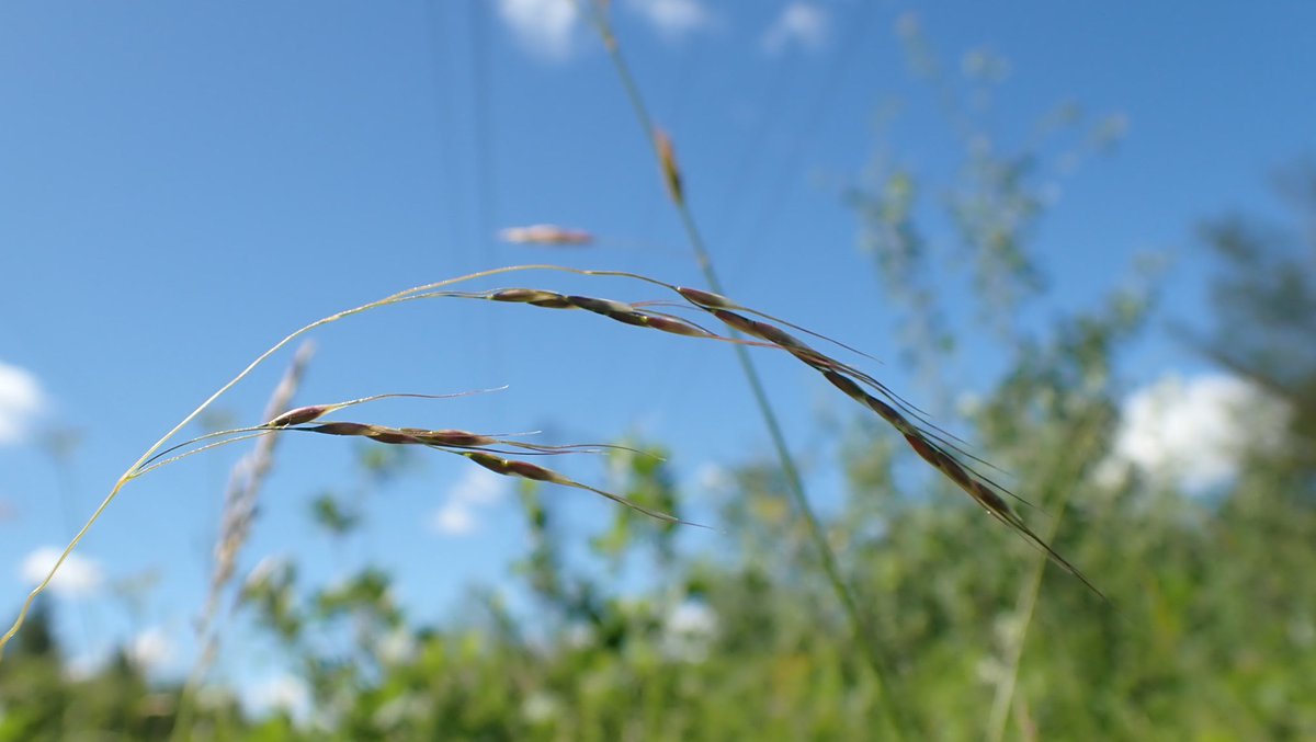 GrasslandNerd's tweet photo. At this #RemnantPrairie site I also found #Achnatherum richardsonii, a grass I've rarely encountered. It has long, drooping pedicels with a cluster of spikelets at the end. #Poaceae #Stipeae #NativeGrasslands https://t.co/NBHxpAAcfc