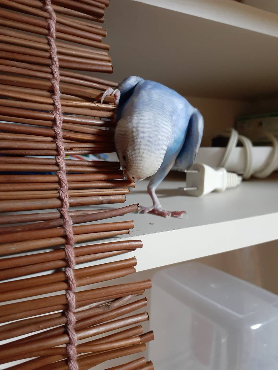makkou1628's tweet photo. 朝一で遺失届けをだして動物愛護センターと区の保健所に電話しました。
昨日の今日でまだ保護の連絡はないとの事ですが諦めずに自分でできる事はしていきます。 https://t.co/r32PIuB221