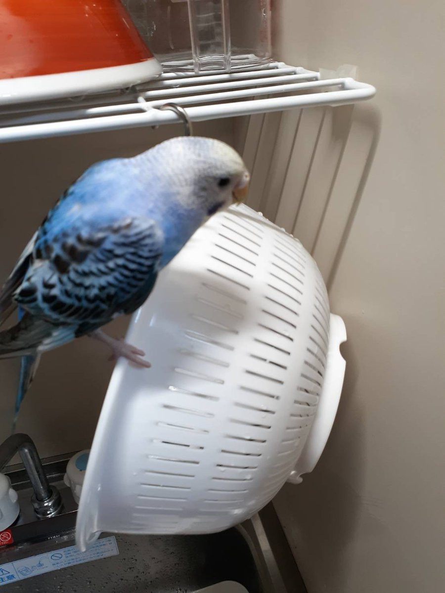 makkou1628's tweet photo. 朝一で遺失届けをだして動物愛護センターと区の保健所に電話しました。
昨日の今日でまだ保護の連絡はないとの事ですが諦めずに自分でできる事はしていきます。 https://t.co/r32PIuB221