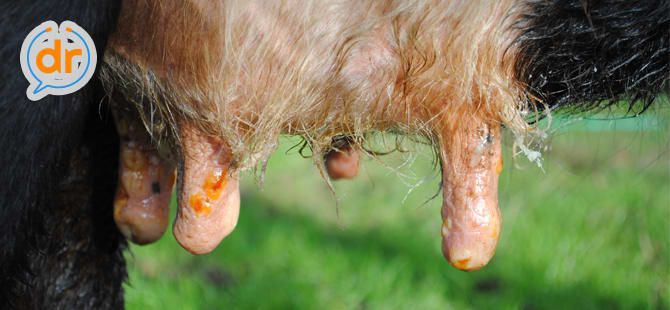 Apa sih sebenarnya cacar sapi dan apa hubungannya dengan kita? Yang ingin tau baca pembahasannya dulu ya : buff.ly/2UP1EZG. #cacarsapi