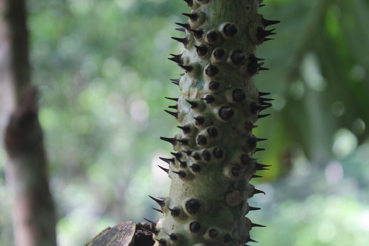 _Laura_GomDe's tweet photo. 𝘏𝘶𝘳𝘢 𝘤𝘳𝘦𝘱𝘪𝘵𝘢𝘯𝘴 of the #Euphorbiaceae family has a #poisonous latex that fishermen used in arrows to catch fish (it stupefies them); but also has #medicinal properties. The fruit has a distinctive pumpkin-shape that scatters seeds when exploding -with a loud sound-. https://t.co/Bxek3EI7yi