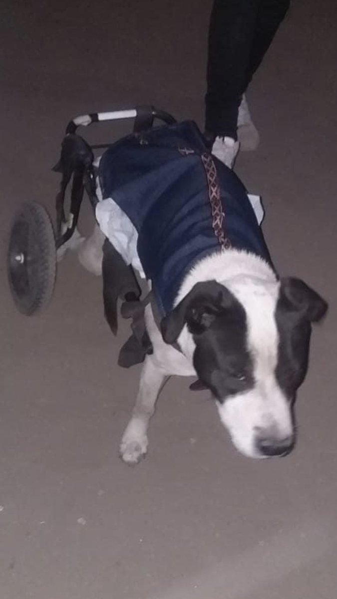 Tuti_berselli's tweet photo. Ayudemos a Manchitas 🙌 me pueden acercar el producto o donar lo que puedan, todo sirve !!! https://t.co/Ik7RCYkrBT