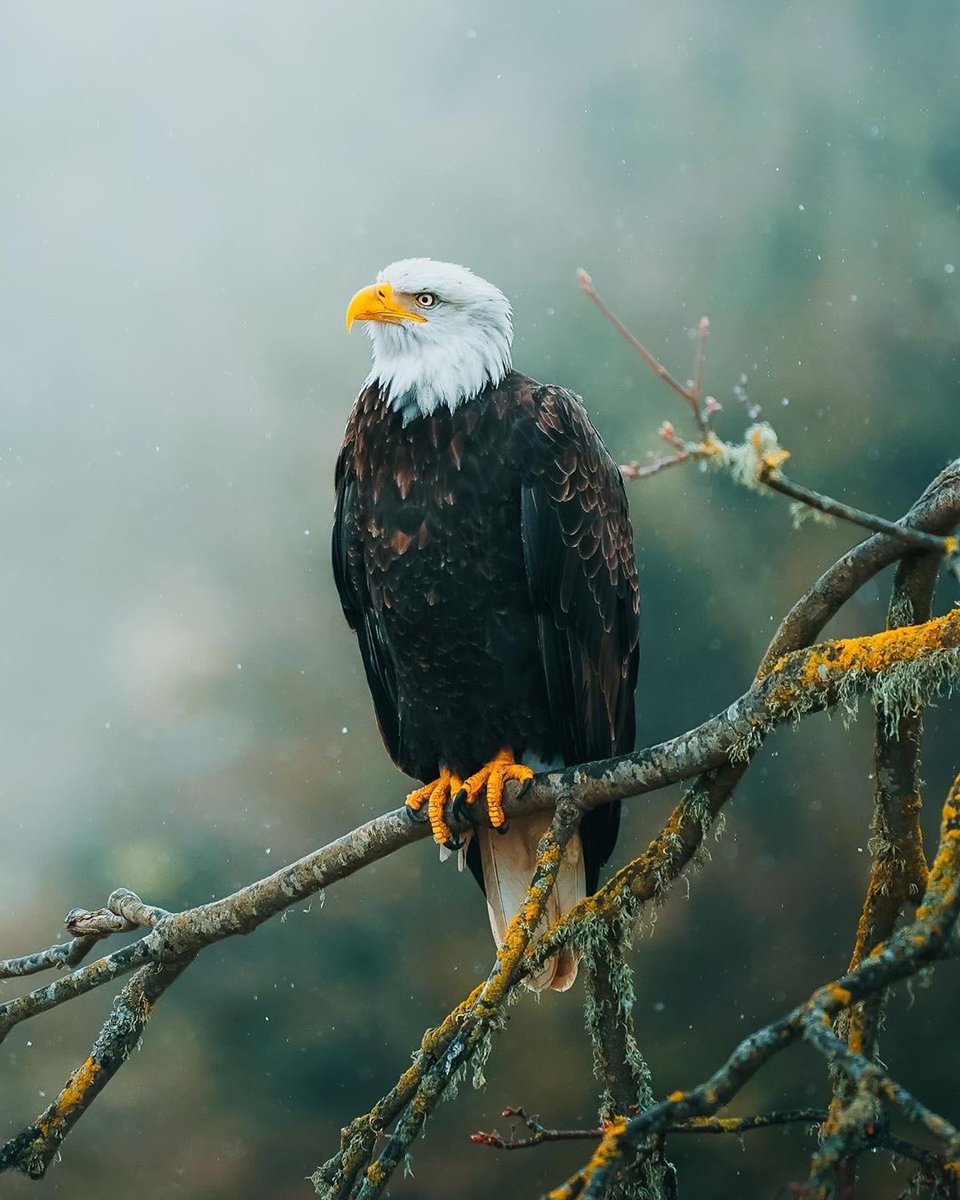A bald eagle in Seattle, Washington.