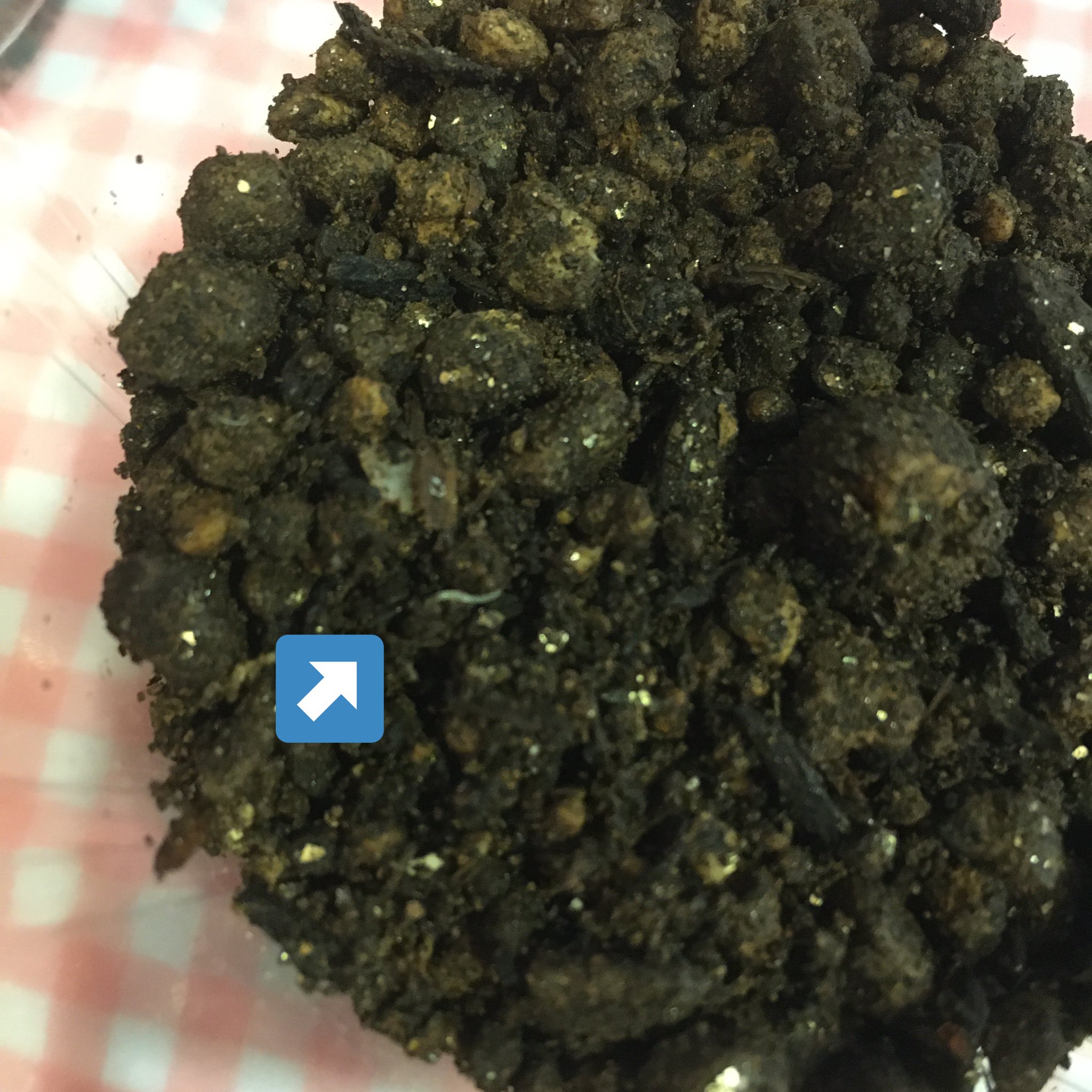 エム おうち菜園 この虫何かわかる方いますか 今年はプランターの土を再利用するため堆肥や木酢液など色々して保管してたのですが 使おうと思ってプランターに入れた所こんな感じの虫が数匹いました 野菜を植えたのもこの土で その時は