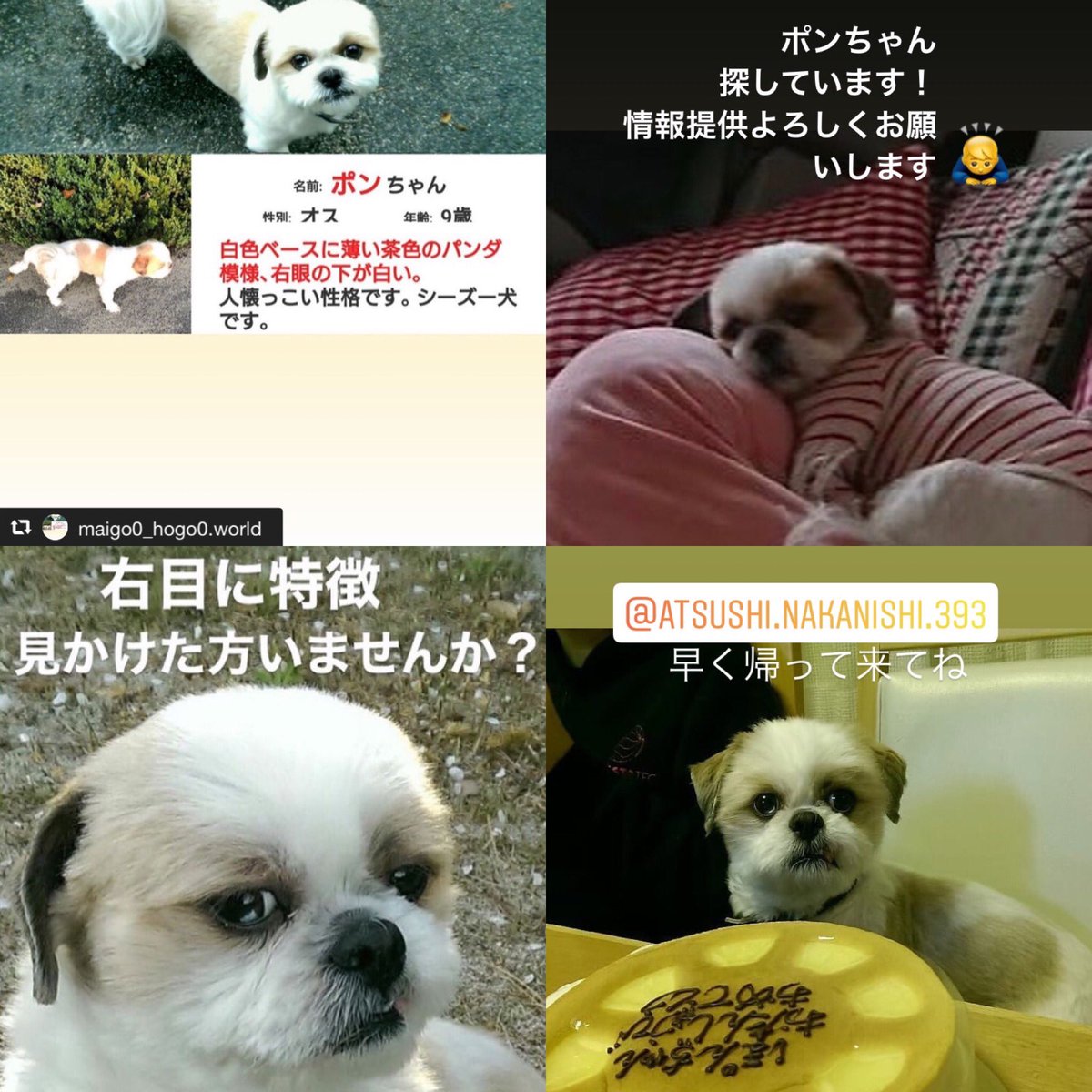 ｼｰｽﾞｰ犬 - Search / X