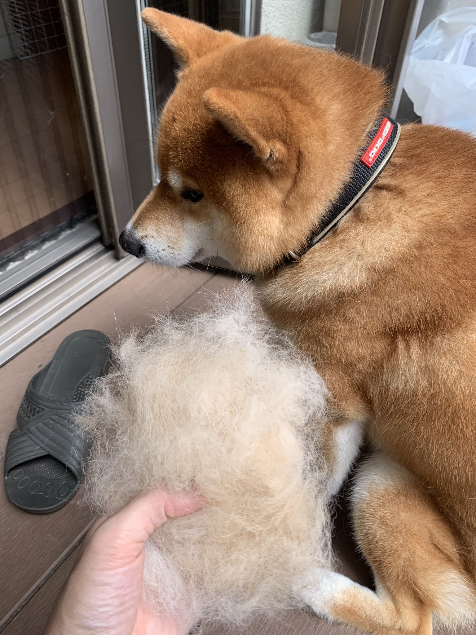 Twitter 上的 こたろうくん イーヌを収穫されて落ち込む犬 T Co Qhnfnrvv3i Twitter
