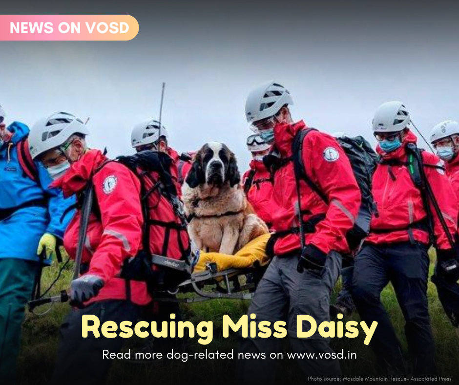 VOSD1's tweet photo. This adorable story has everything going for it- scenic views, a rescue operation, and a damsel in distress. 

Read more here:
https://t.co/ecsFbsWYQQ 

Discover adorable stories about dogs on the VOSD website.

#dogs #vosddogs #dogsofvosd #news https://t.co/r1iZMtyYUD