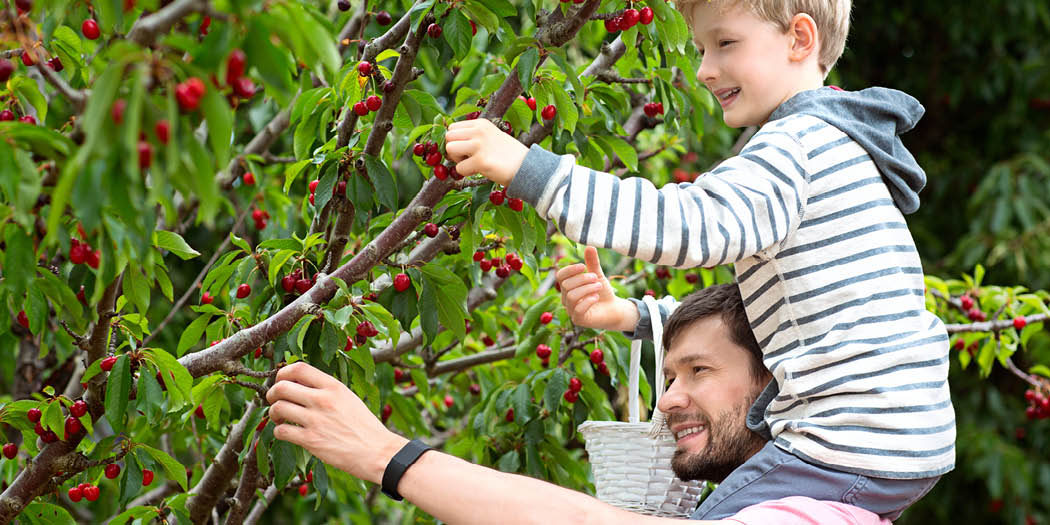SquiresGC's tweet image. Now is the time to pick cherries.

There are so many delicious foods that can be made with cherries, why not try your hand at:

• Cherry jam
• Bakewell tarts
• Chocolate and cherry cake 
• Cherry pie 
• Cherry scones 

#cherries #cooking #gardencookbook