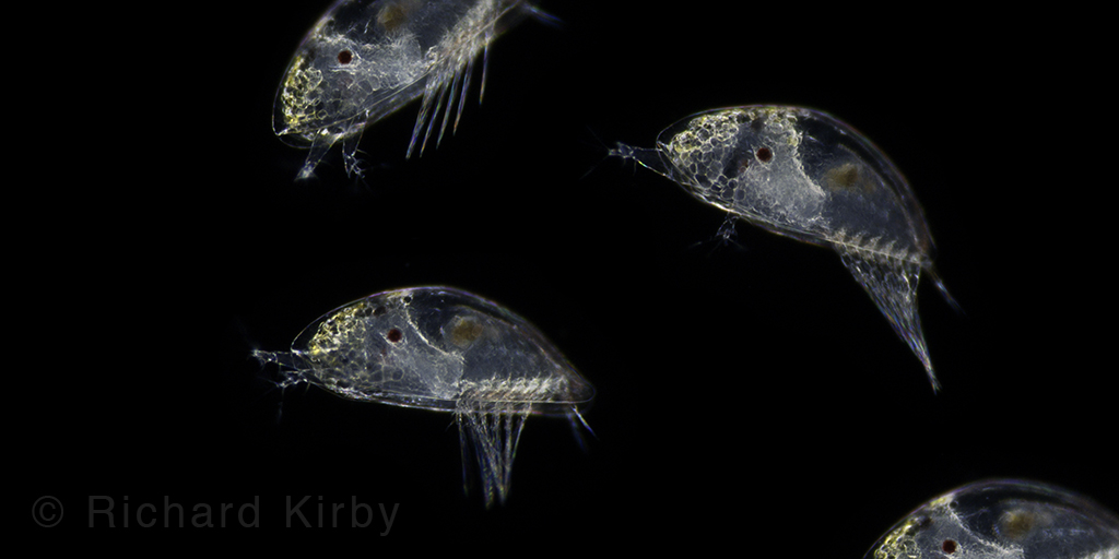 2) Even though barnacles have some of the longest penises relative to their body size in the animal kingdon, the cyprid larva has to find a good place to settle from the plankton so it is near to other barnacles so it can mate.