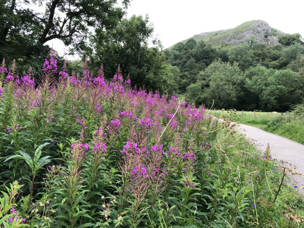 Yesterday’s evening walk along #ManifoldValley peaceful and beautiful as ever - but too many road signs & some in very odd places!