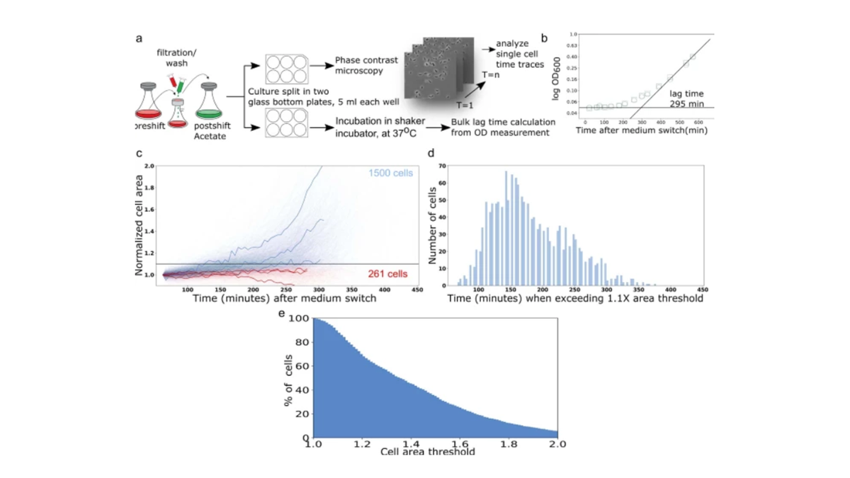 Okolabgroup's tweet photo. A must read for bacterial physiologists! In this paper from @harvardmed, @ETH and @UCSanDiego, out on @nature last week, #timelapseimaging has been carried out with the @Okolabgroup #cageincubator on a @NikonInst #fluorescence #microscope https://t.co/DnPfWlOzZ5 https://t.co/Fii5YaWHMj
