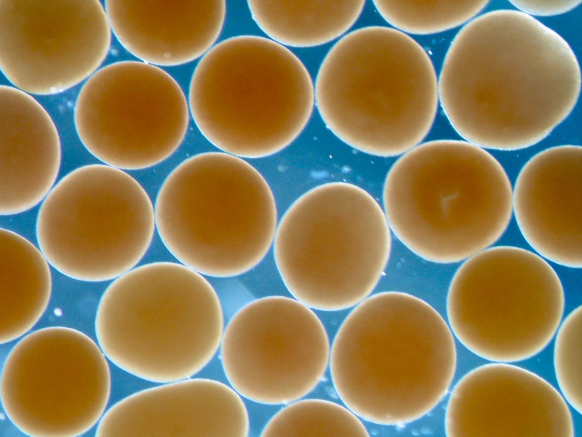 Taryn Foster (@tarynfoster_) on Twitter photo Many small eggs or fewer large eggs? We saw no trade-off between coral egg size and number of eggs in 7 Acropora species at Scott Reef.
Paper at: rdcu.be/b5Nzy
<a href="/JamesPGilmour/">James Gilmour</a> <a href="/aims_gov_au/">Australian Institute of Marine Science</a> Many small eggs or fewer large eggs? We saw no trade-off between coral egg size and number of eggs in 7 Acropora species at Scott Reef.
Paper at: rdcu.be/b5Nzy
<a href="/JamesPGilmour/">James Gilmour</a> <a href="/aims_gov_au/">Australian Institute of Marine Science</a>
