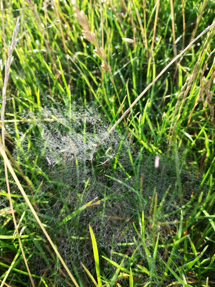 KKingsbeer's tweet photo. Morning Twitter lovelies. Its Thursday whoop whoop. This little 8 legged beaut has been a busy one. Lovely morning to be out. #loveworkingoutside 🙌🤣♥️💙 https://t.co/6cNHqANUAO