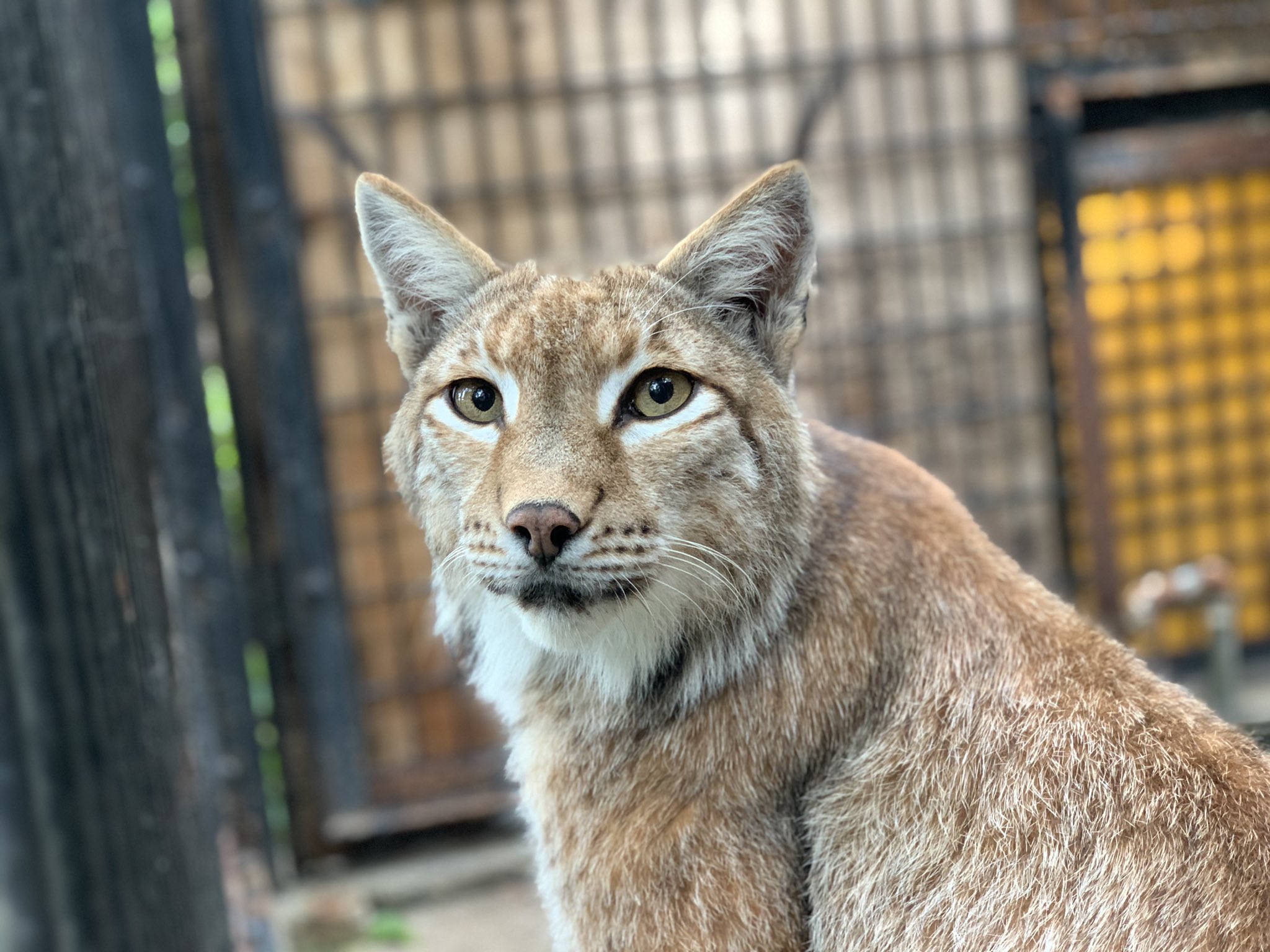 ヒノトントンzoo 羽村市動物公園 シベリアオオヤマネコ の見分け方をご紹介 片耳が垂れてるイケメンがチップ 両耳が立ってて美人なのがポテト 難易度 今は夏毛なので毛並みがスッキリしてます 羽村市動物公園 はむzoo個体識別 個体識別 ポテト
