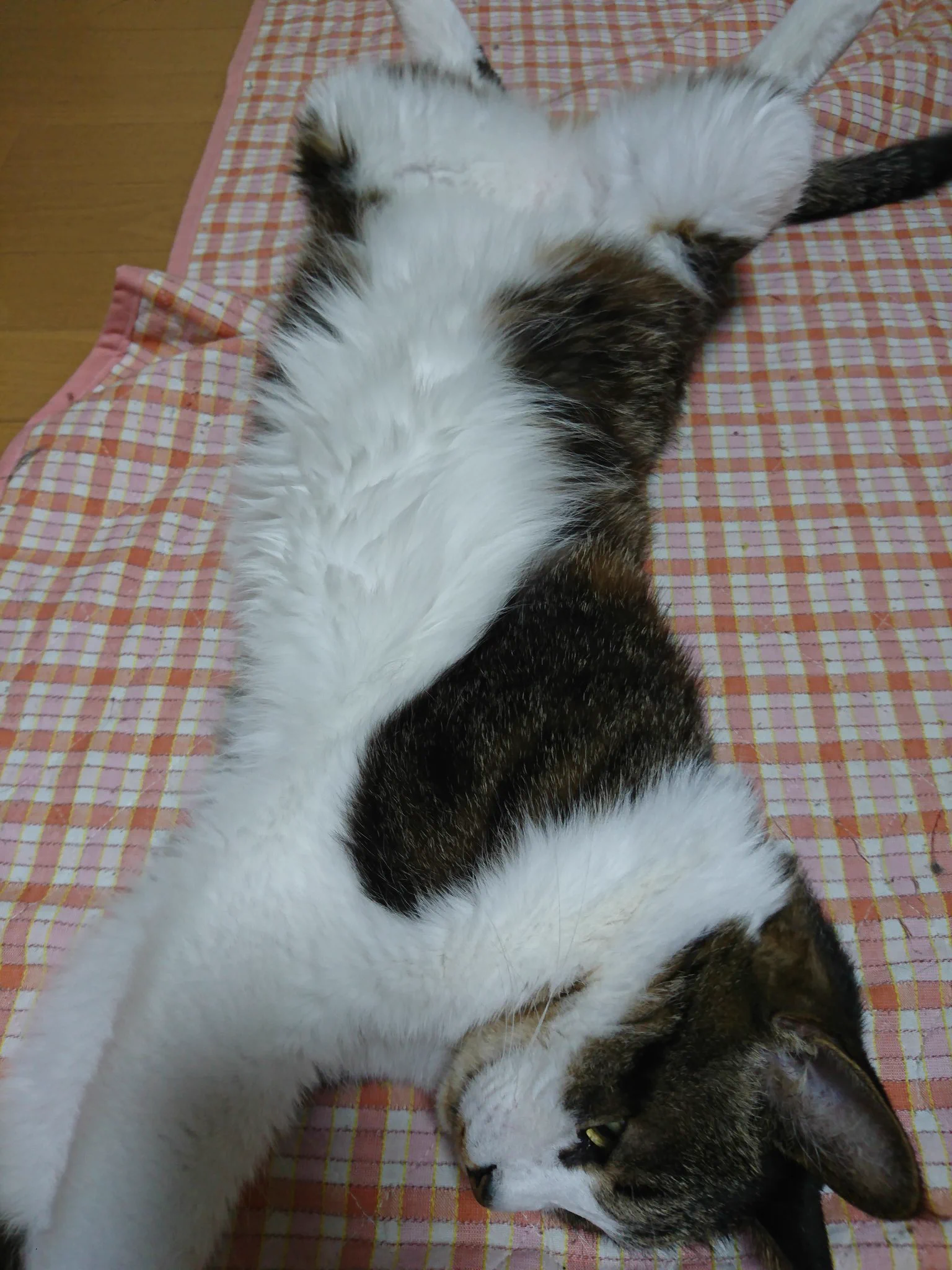 @hidekiccan 春夏秋冬、季節問わずこの解放っぷりです。 