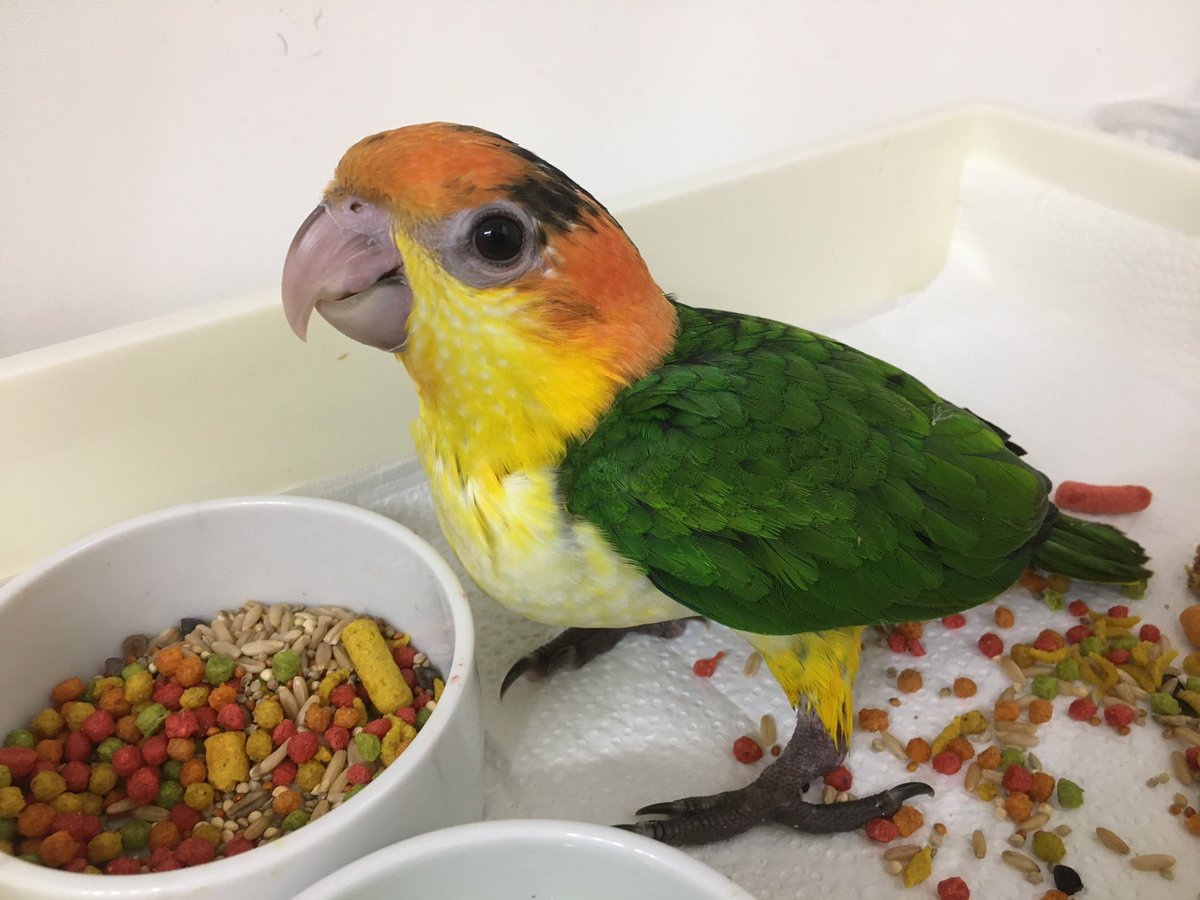 シロハラインコ ブリーダー