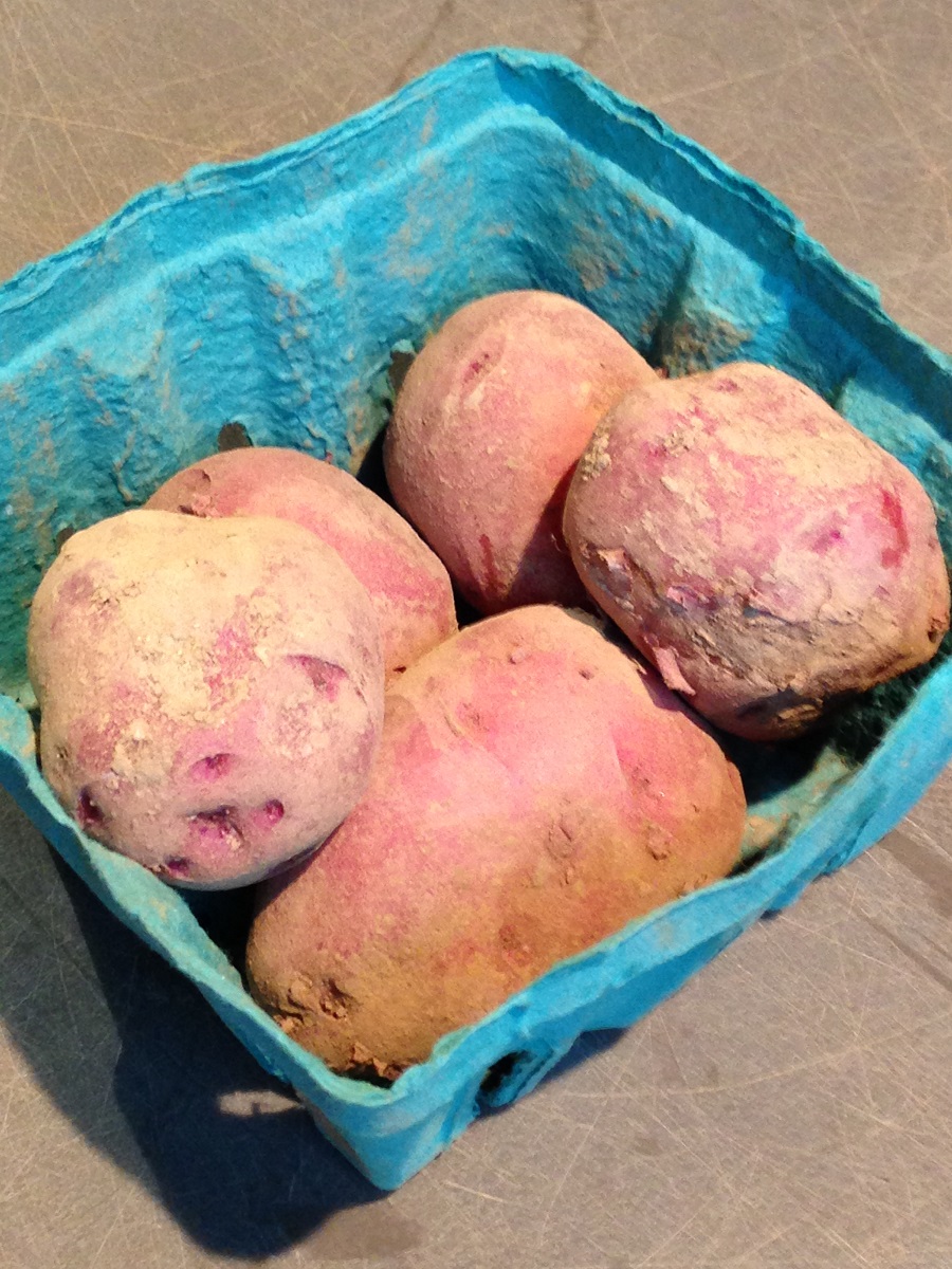 redwigglerfarm's tweet photo. It’s #VeggieWednesday! We grow red, blue, &amp; white potatoes, &amp; last week, we had our first potato harvest of the season! Last week’s new potatoes were Dark-Red Norland potatoes, &amp; this week’s are new blue potatoes.
#potatoes #CSA #harvests #essential #carefarm #farmers #essential https://t.co/Azss8OqXrV
