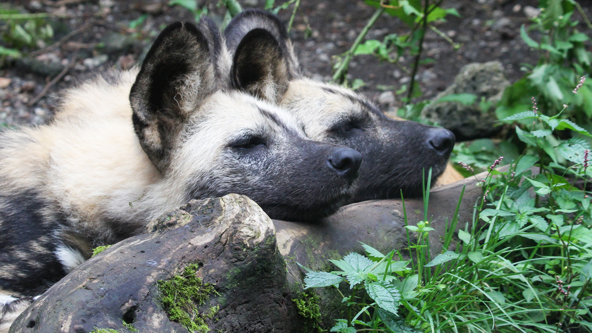 アフリカンワイルドドッグ Twitter Search Twitter