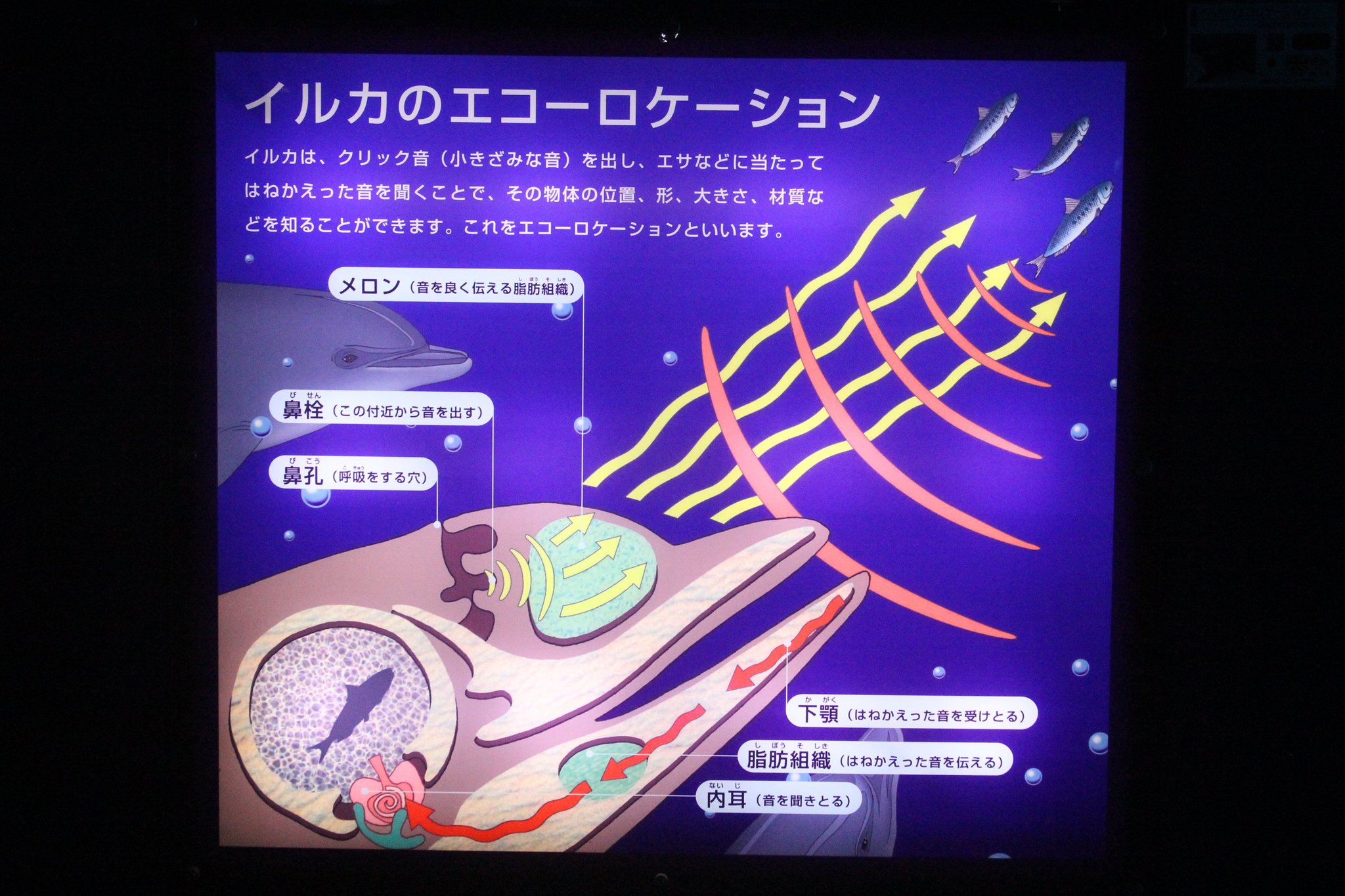 アクアワールド茨城県大洗水族館 A Twitter 先日アクアホールのパネルをご紹介しましたが なんと もう１枚あります こちらはイルカの エコーロケーションについてご紹介しています 運が良ければ 遊び好きなイルカが目の前にやってきます ぜひアクアホールに足を運ん