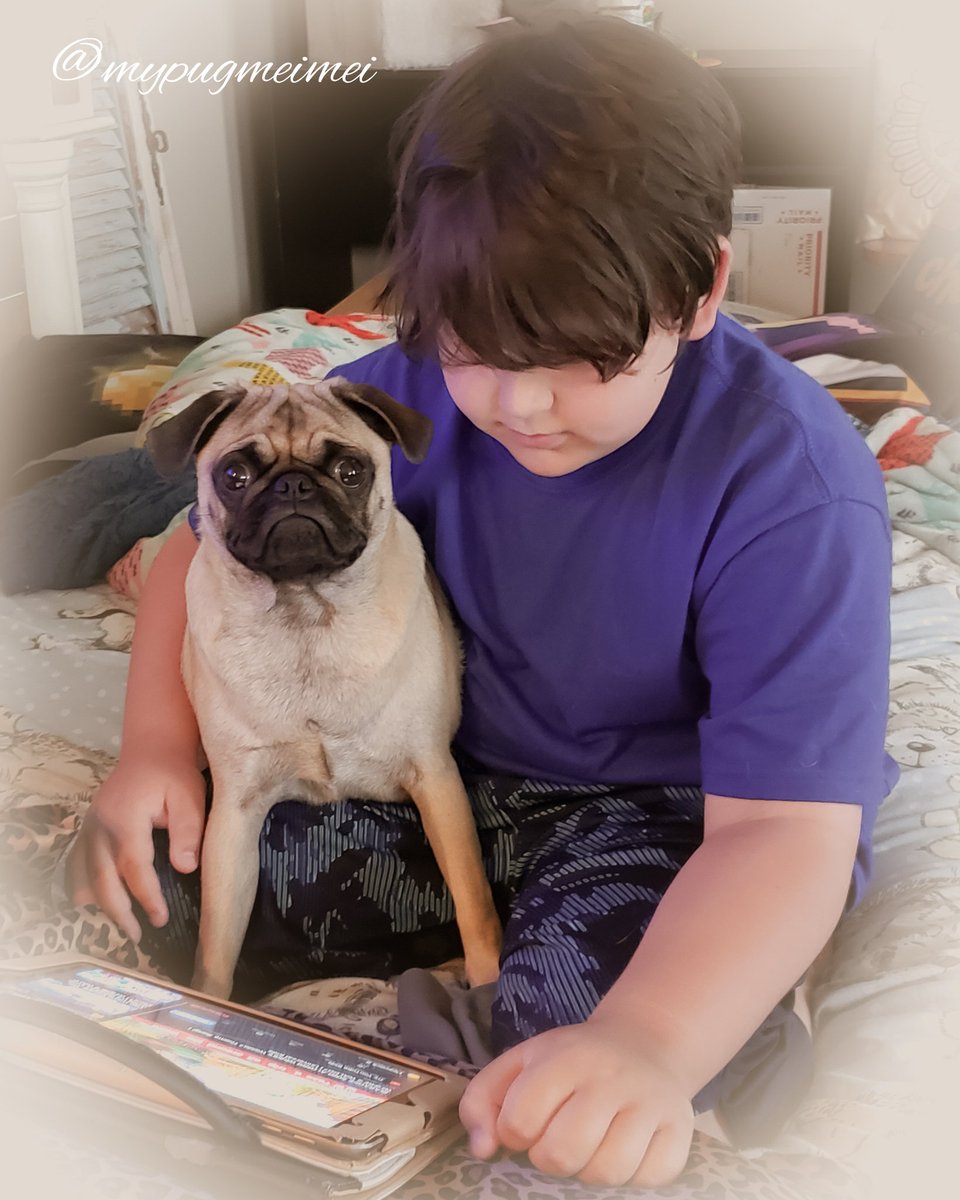 MyPugMeiMei tweet media