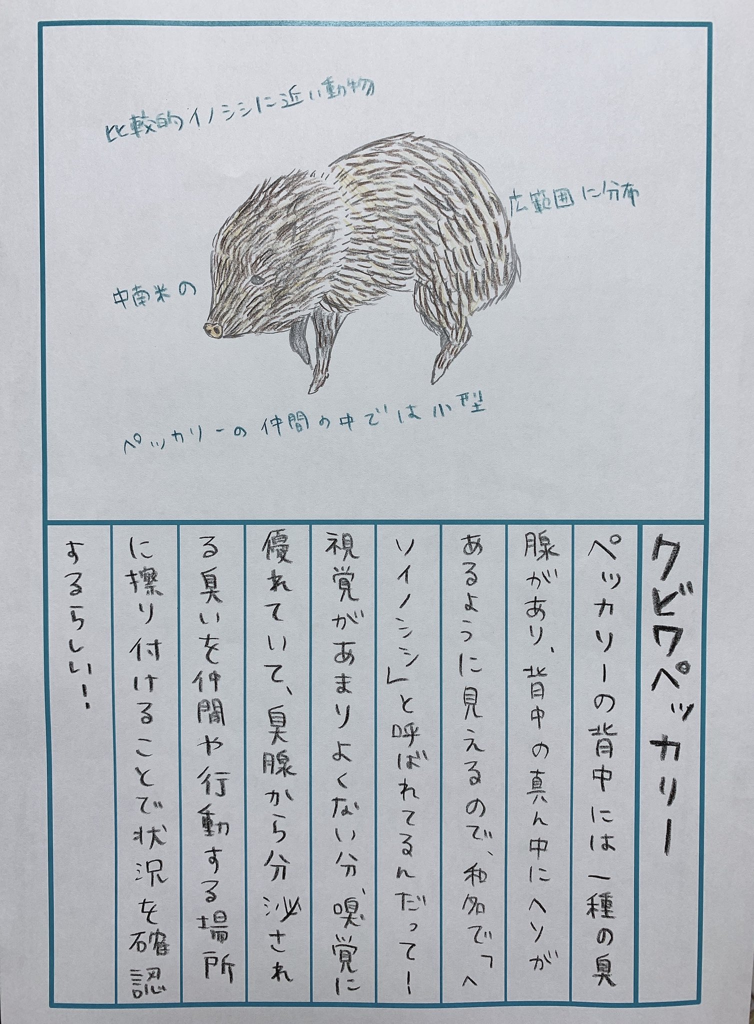 田村響華 クビワペッカリー 正面から見ると薄くてびっくり どうぶつ図鑑 92日後に終わる絵日記 60日目 どうぶつよーいドン T Co Qpnyej0agk Twitter
