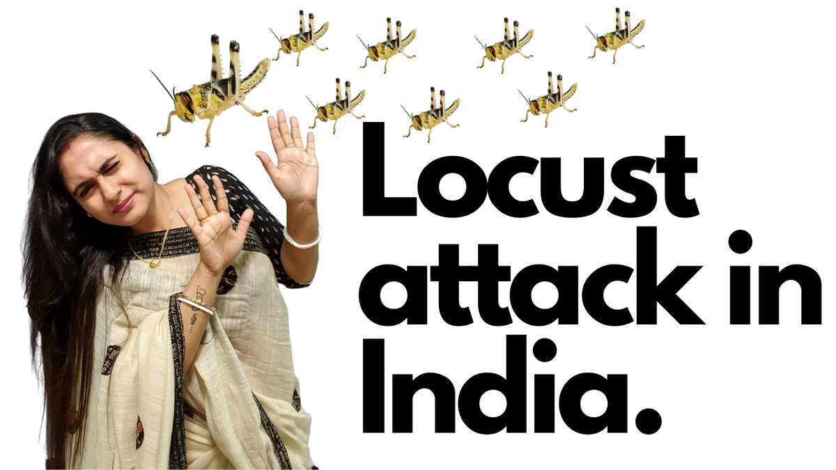 jhuma_ghoshh's tweet photo. New Video published 😍 in my Youtube channel - 'The Bong Hotelier'
#thebonghotelier 
#youtube #locust #locustattack #locustpose #locustattackindia #locustattack2020 #locustswarm #locustpakistan #locustattackjaipur #locustdisaster #locustdish #locustfood #locustfoodporn https://t.co/BF3oE1sdI1