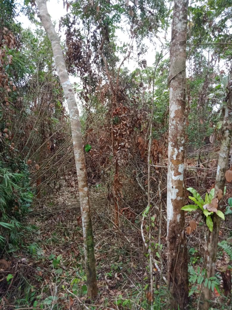 WerudyS's tweet photo. @deruyaleida @DesaKita2
Bulan Juli-Juni Saatnya membuka lahan utk Berladang. 

Para petani Ladang berdoa bln Agustus tdk turun hujan. Agar bisa membakar lahan dn menanam Padi

#PelandangBukanKriminal https://t.co/kHArwN7JhE