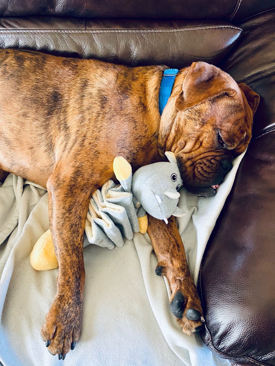 orionwealthtech's tweet photo. Congrats to the newest member of #PetsofOrion on his adoption! https://t.co/Wg01GnDDXW