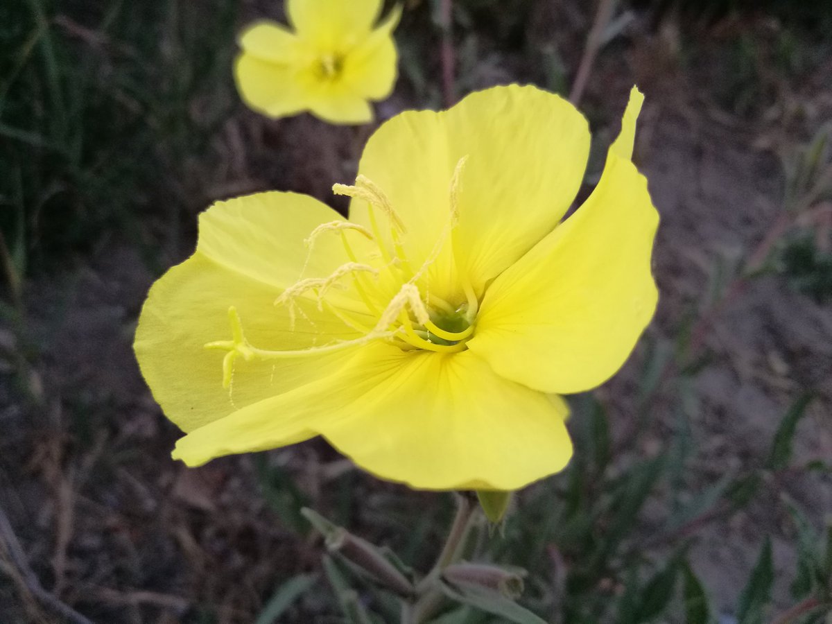 DevegiliAM's tweet photo. @CesarMassi Don Diego de la noche (Oenothera sp.) Me gustan porque las flores abren a la noche. En Bariloche la flor de Oenothera odorata (foto) abre tipo 20 30hs y el néctar es super abundante y oloroso. La visitan polillas https://t.co/pNnAY0aPhy