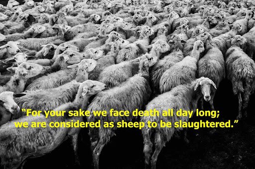“Who shall separate us from the love of Christ? Shall tribulation, or distress, or persecution, or famine, or nakedness, or danger, or sword? As it is written, "For your sake we are being killed all the day long; we are regarded as sheep to be slaughtered."”Romans 8:35-36 ESV