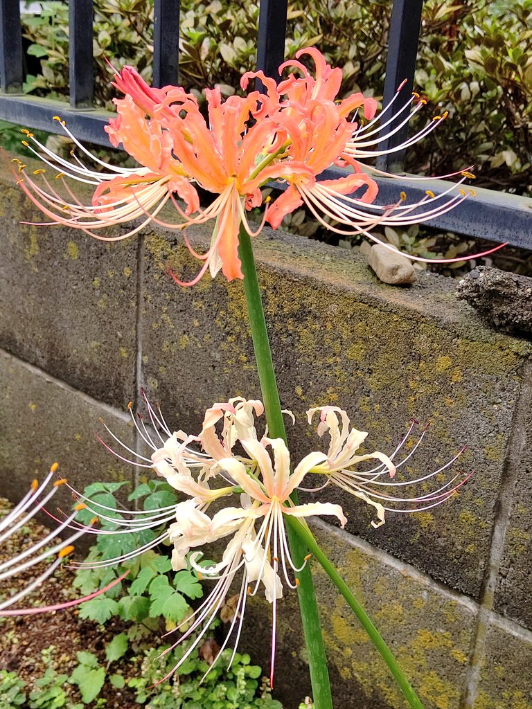 リコリス Lycoris Twitter Search