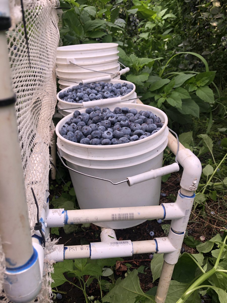 I’m about to finish up my time in the fields, and wanted everyone to know that we (farmworkers) are paid $7 for two gallons of blueberries. How much do you pay for your blueberries?