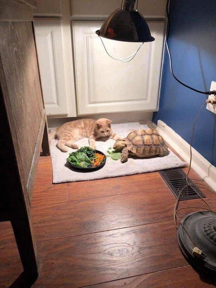 亀と遊ぶために食事を待つ猫だけど？待ちくたびれて寝てしまうwww