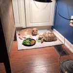 亀と遊ぶために食事を待つ猫だけど？待ちくたびれて寝てしまう!