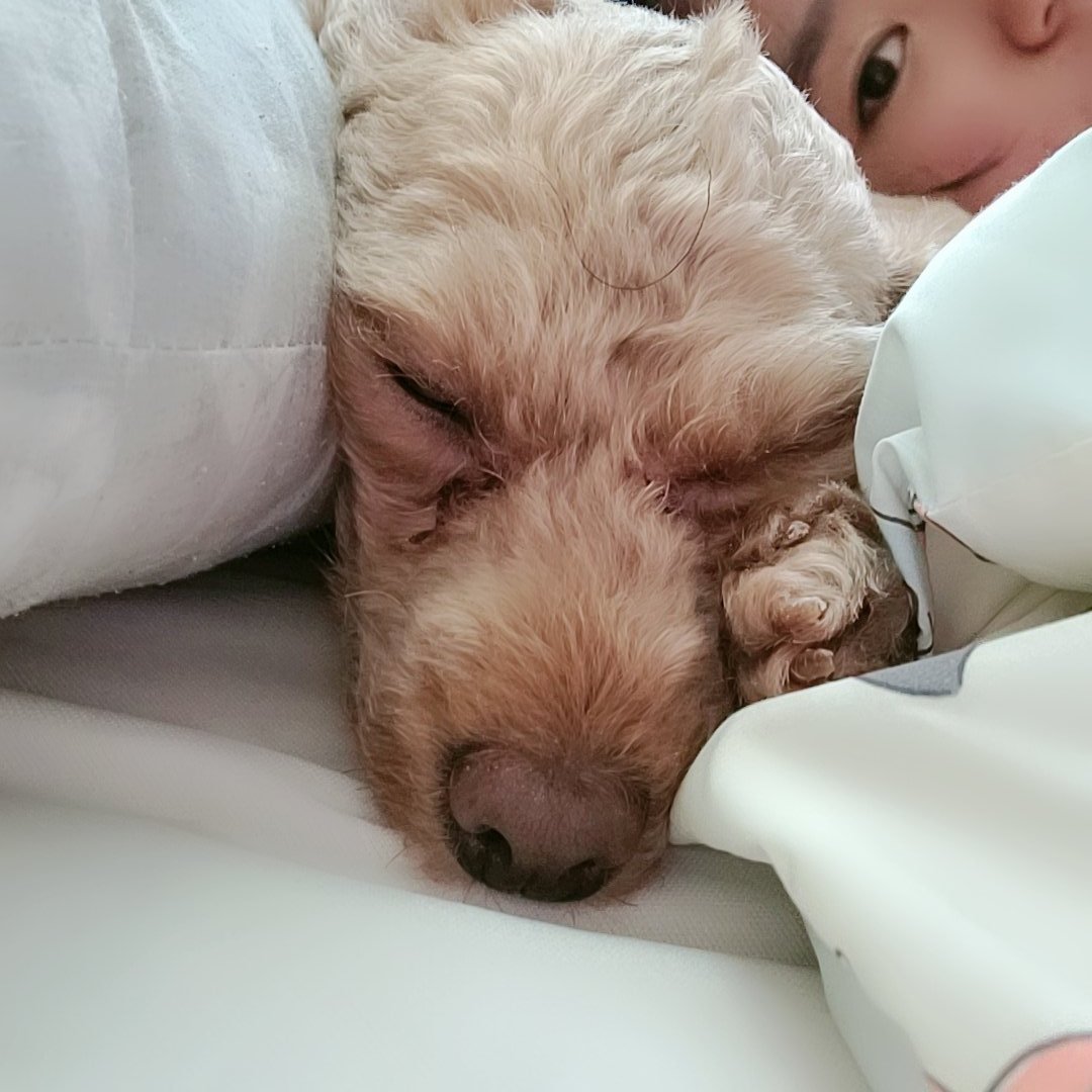 ppiyo_ring's tweet photo. 우리집 강아지 자는거 좀 봐여ㅠㅠ 세상 천사ㅠㅜㅠ https://t.co/wwLUDudohH