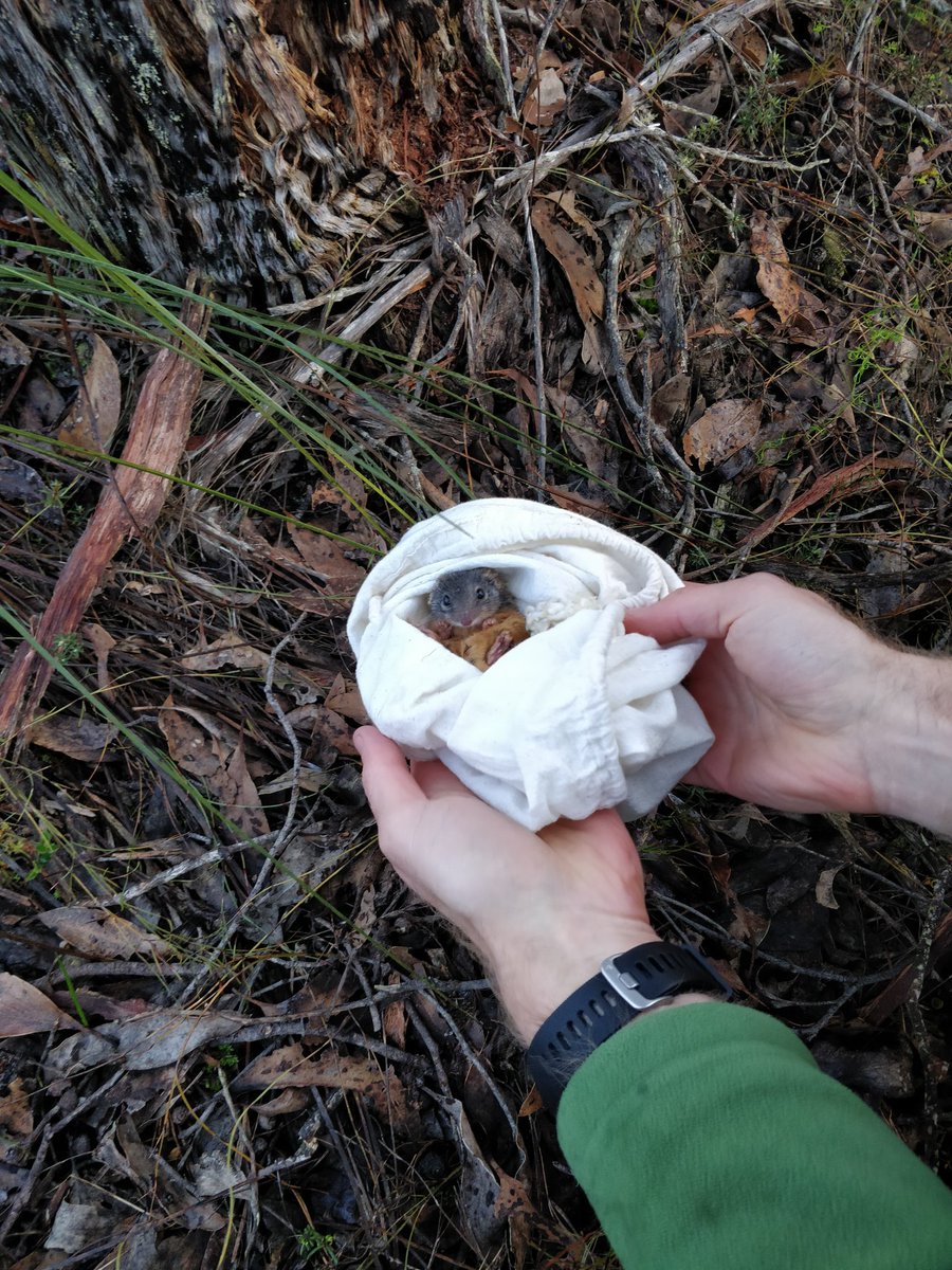 wildgaltales's tweet photo. Not everyday you see an #Antechinus  #snuggling like this after fitting a #radiocollar https://t.co/uLTzCIQdR4
