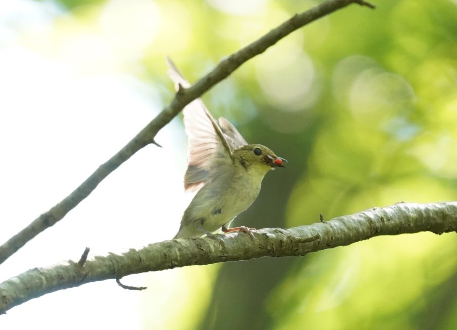 この鳥何 この鳥何
