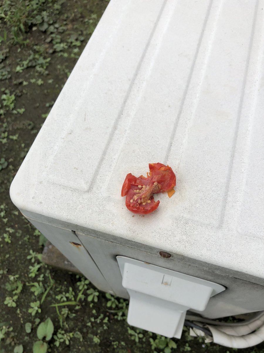 chanzou4's tweet photo. 今日の収穫👨‍🌾と被害😭です！！
鳥だと思うけど、ちゃんと食べ頃を知ってるみたい😏しかも残す…笑笑
#家庭菜園初心者 #ミニトマト #きゅうり #なす #贅沢な鳥 #残さず食べよう https://t.co/izHI43pGcY