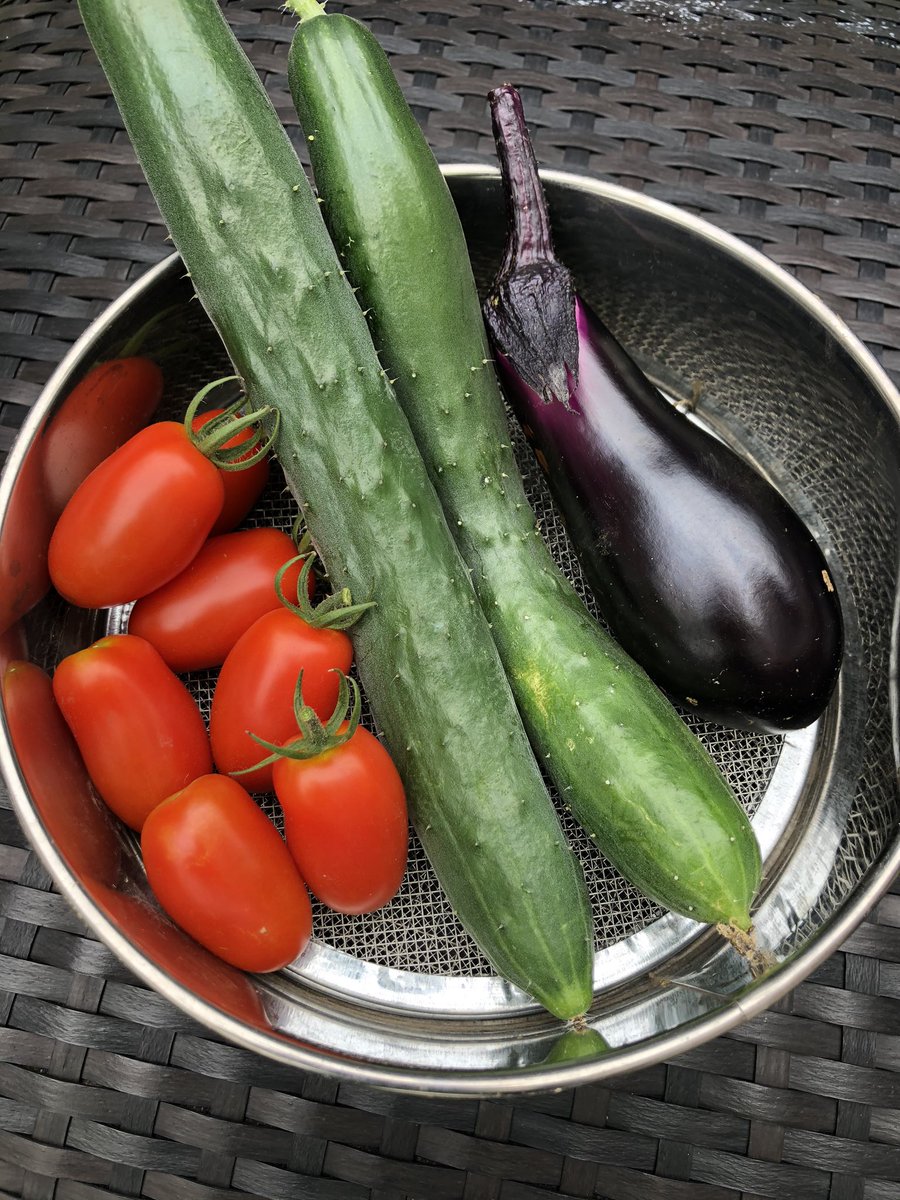 chanzou4's tweet photo. 今日の収穫👨‍🌾と被害😭です！！
鳥だと思うけど、ちゃんと食べ頃を知ってるみたい😏しかも残す…笑笑
#家庭菜園初心者 #ミニトマト #きゅうり #なす #贅沢な鳥 #残さず食べよう https://t.co/izHI43pGcY