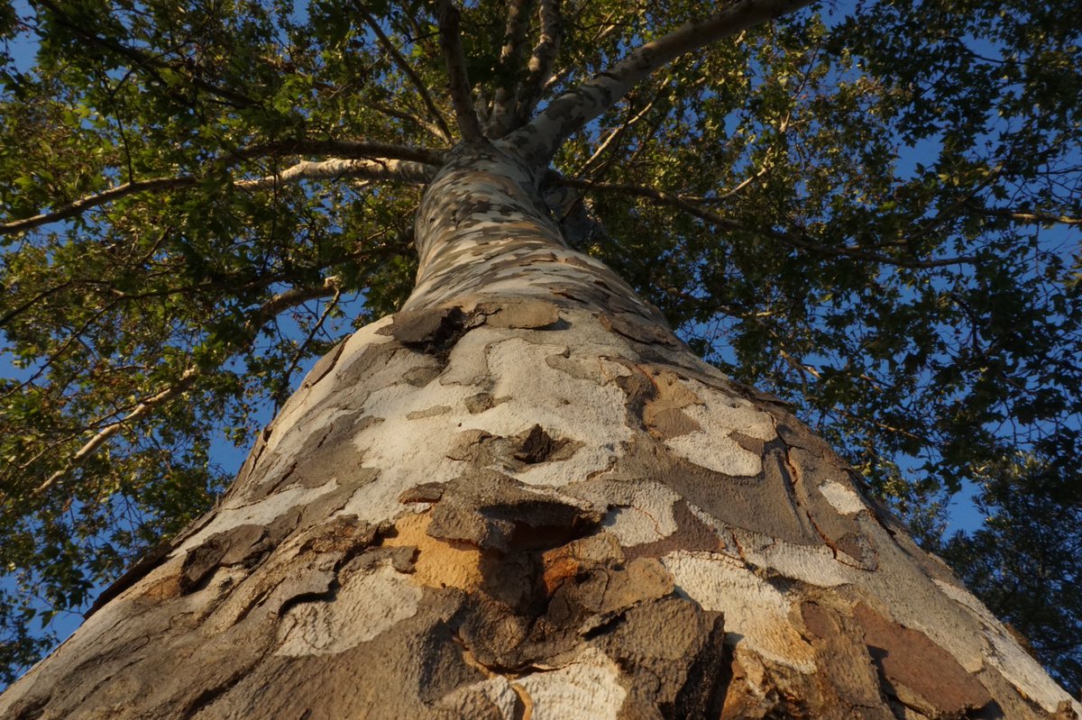 selunaphoto's tweet photo. Tree trunks are fun to photograph!! 

#naturephotography #livephotography #streetphotography #trees #treetrunk #photography #photo #seluna #perez #selunaphotography #selunaphoto #sonyax6000 https://t.co/ucGR8c0YZQ