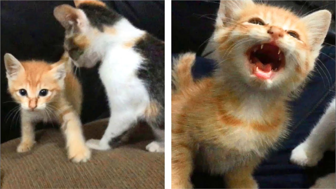 Angry meow  Kitty, Angry, Cats