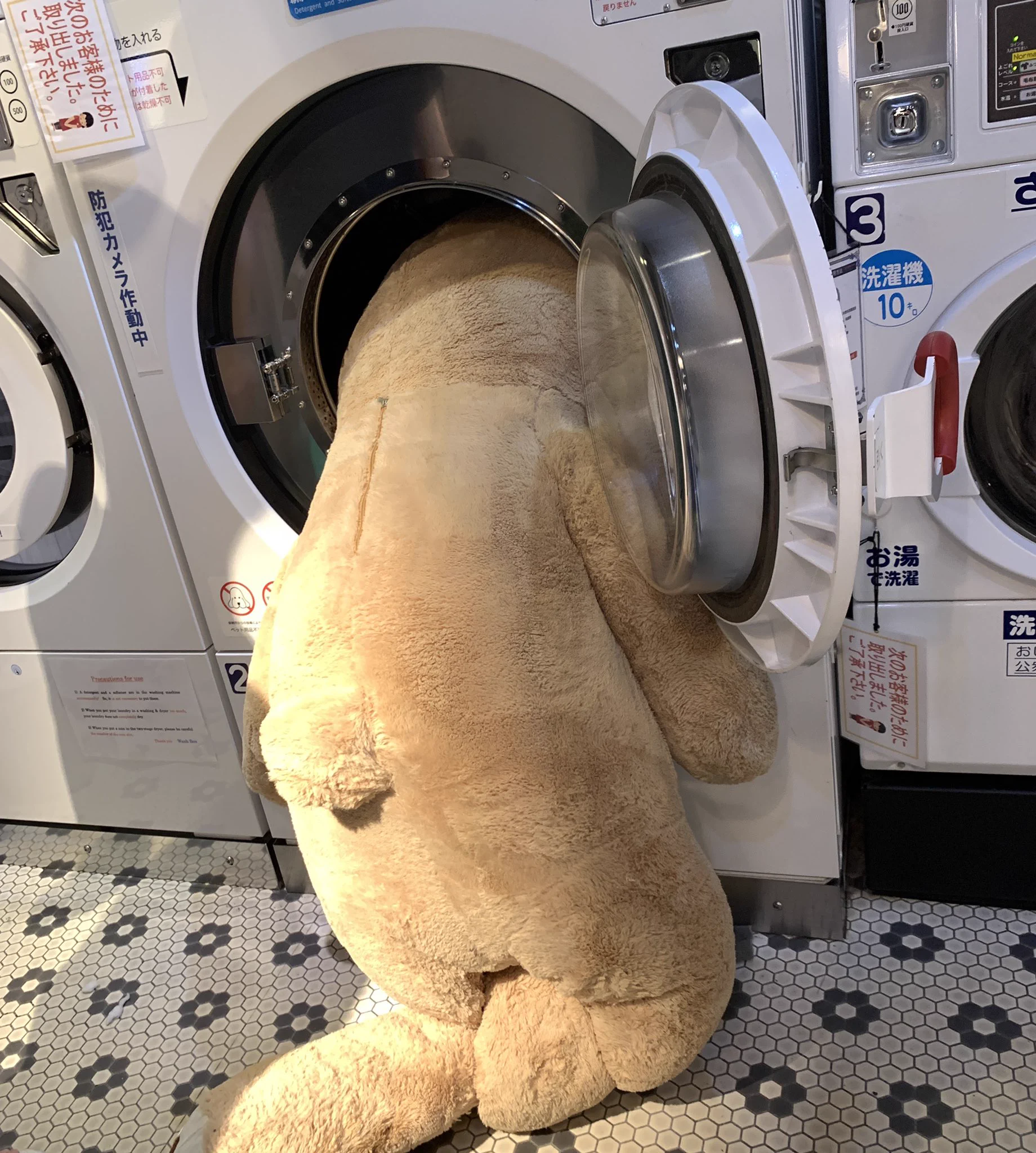 捨てられたクマのぬいぐるみ。保護してコインランドリーで洗おうとするも…？