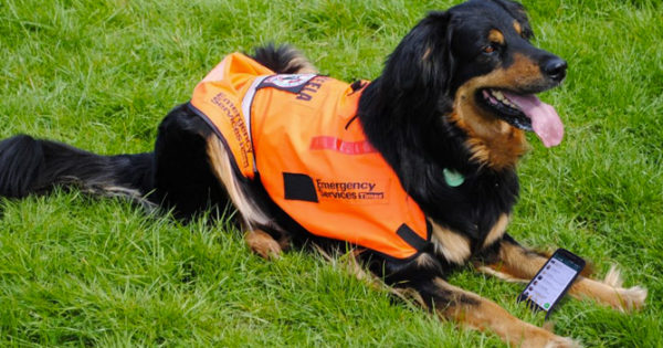 ChiguireBipolar's tweet image. Perro rescatista conmueve a todos al salvar a joven borracho de escribirle a su ex ow.ly/fqUO30r1ijf