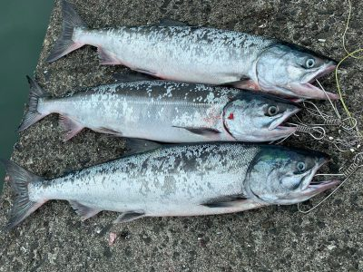 年のアキアジ釣りは期待できそうです 北海道釣り情報ブログ