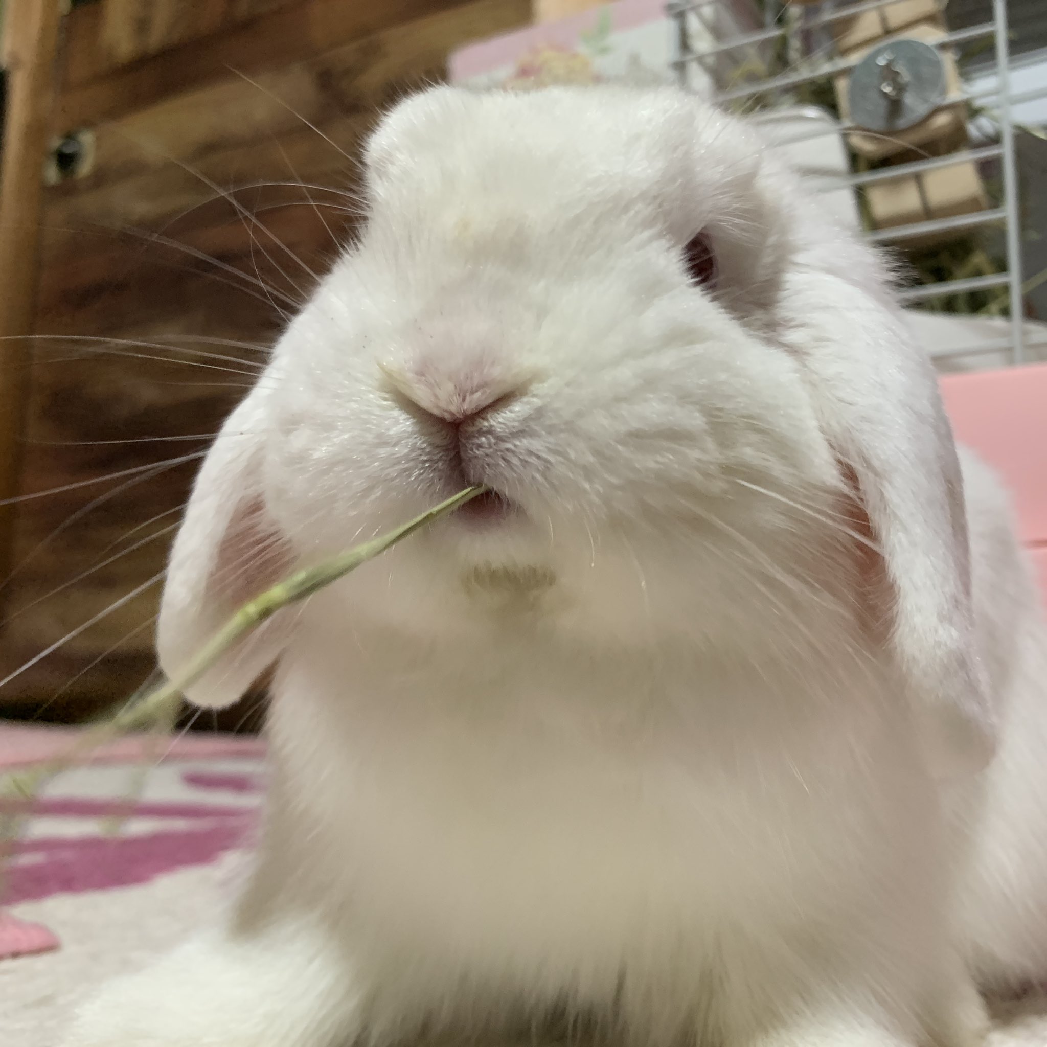 Destroy狂 ウサロック デザイナーnobu 食べてるだけで可愛い O W O くるちゃん ホーランドロップ うさぎ ロップイヤー 白うさぎ 垂れ耳 うさバカ くるくる ピンク好き うさバカ うさ愛 白うさ協会 うさぎのしっぽ T Co