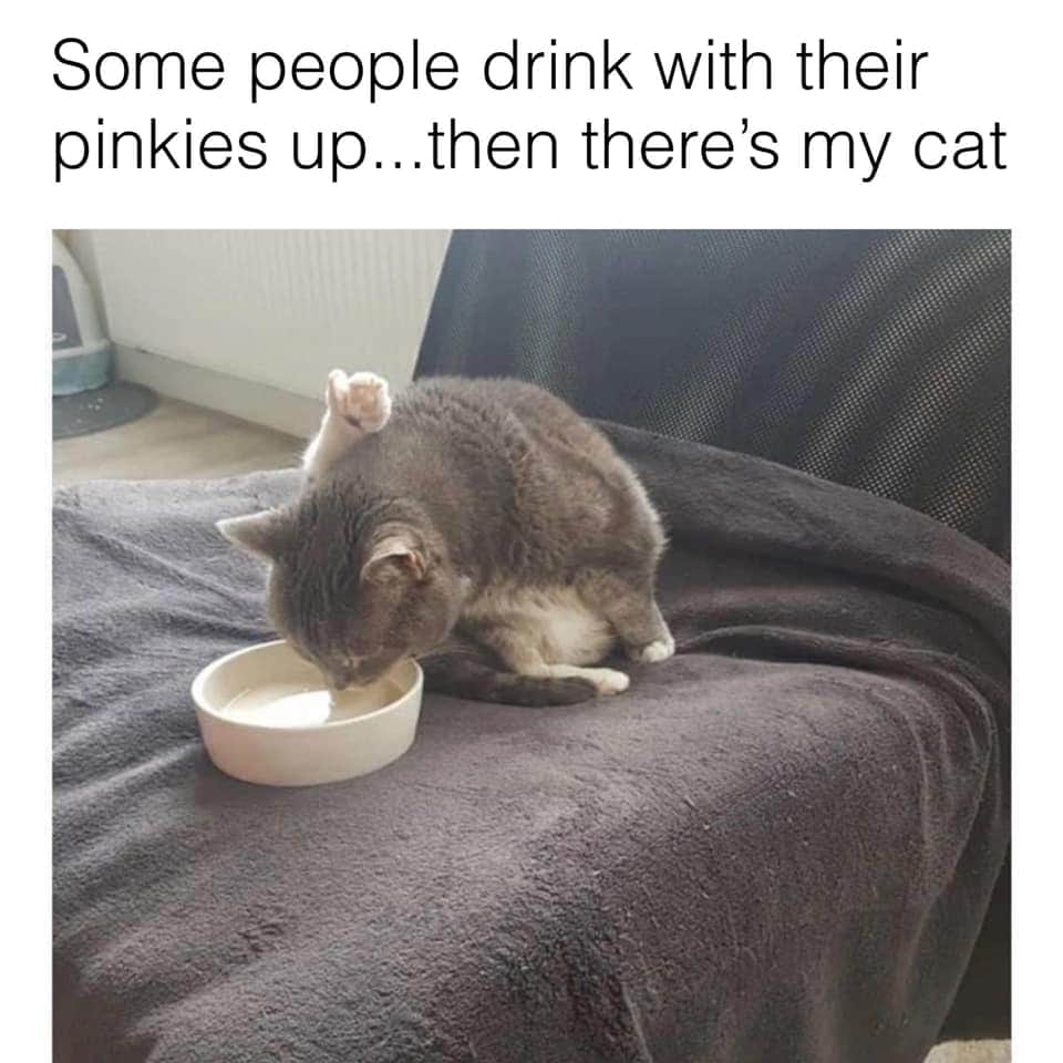 WiccanJR's tweet photo. Basically my cats. https://t.co/rBpHEgpgSQ
