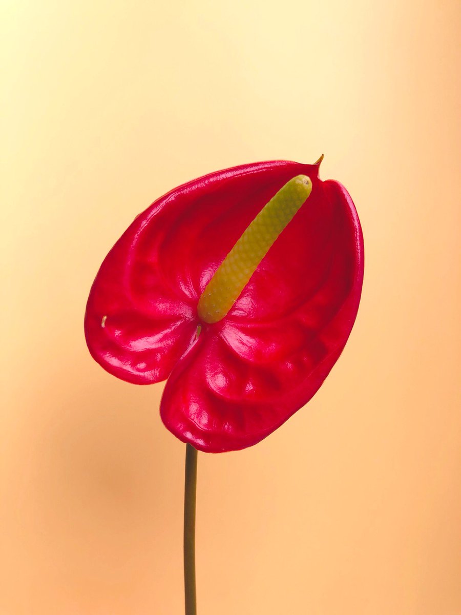 なめらか アンスリウムを持って帰ってきたら次男が遠慮なく ちんちんみたい と言うので しかしまぁこれの花言葉ってぜったいエッチなやつやよなぁ と思って調べたら 情熱 煩悩 恋にもだえる心 穢れの恋 とあってエッチだった