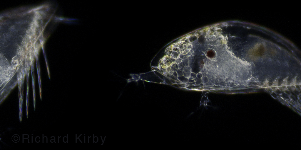 6) And may suggest why smelly-feet are not always a bad thing https://royalsocietypublishing.org/doi/full/10.1098/rsbl.2006.0503