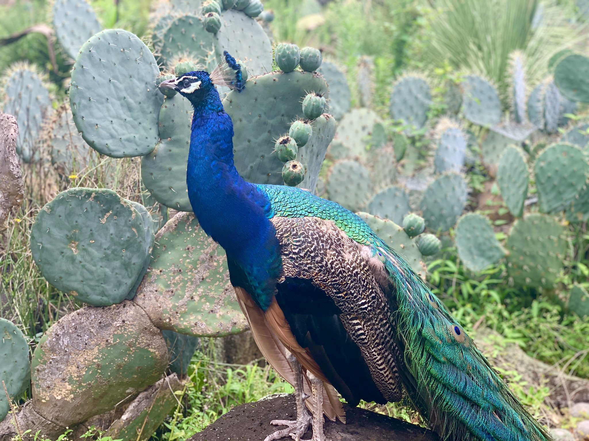 伊豆シャボテン動物公園グループ【公式】 على X: 